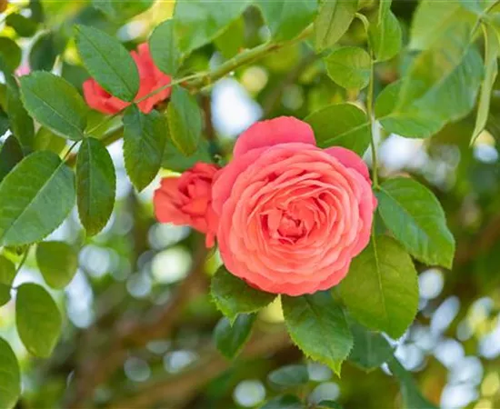 Krankheiten und Schädlinge bei Rosen erkennen und bekämpfen Krankheiten und Schädlinge bei Rosen erkennen und bekämpfen