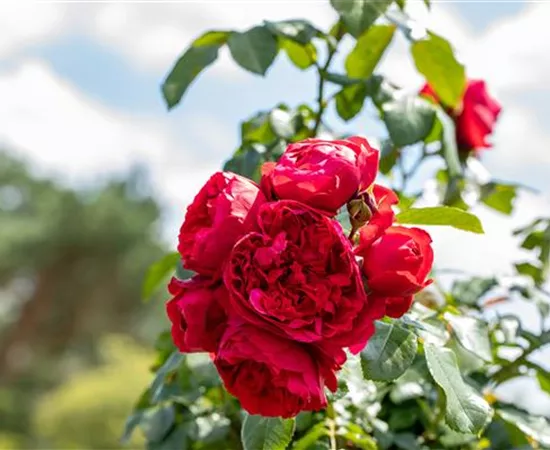 Rosen kaufen und den Garten märchenhaft gestalten Rosen kaufen und den Garten märchenhaft gestalten