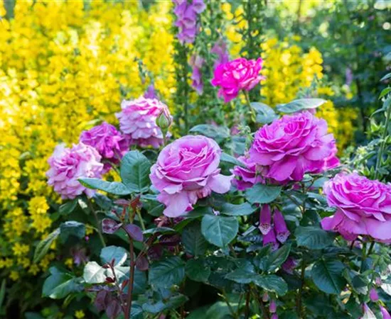 Rosen zurückschneiden und die Pflanzen damit gesund halten Rosen zurückschneiden und die Pflanzen damit gesund halten